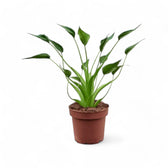 Alocasia 'Tiny Dancers' – Zimmerpflanze im Kulturtopf auf weißem Hintergrund, Produktfoto 5.