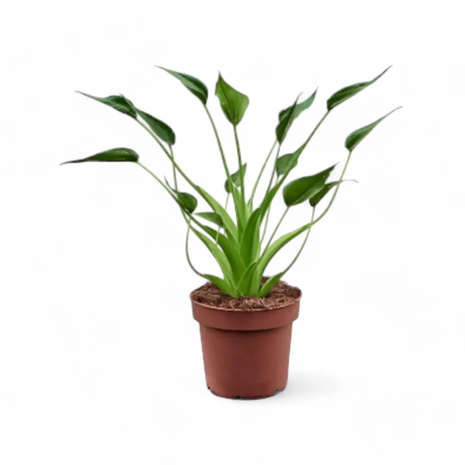 Alocasia 'Tiny Dancers' – Zimmerpflanze im Kulturtopf auf weißem Hintergrund, Produktfoto 5.