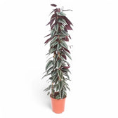 Cissus discolor – Zimmerpflanze im Kulturtopf auf weißem Hintergrund, Produktfoto 8.