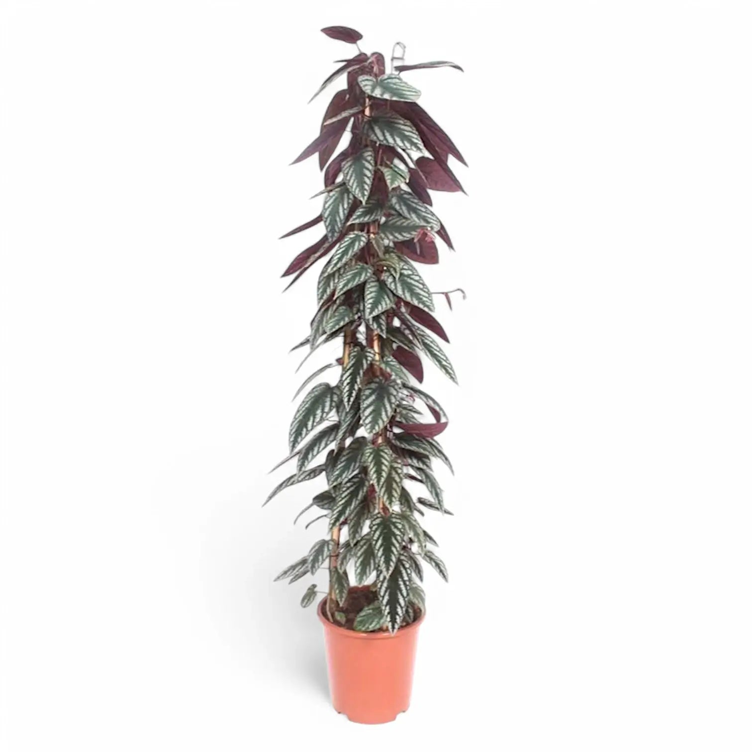 Cissus discolor – Zimmerpflanze im Kulturtopf auf weißem Hintergrund, Produktfoto 8.