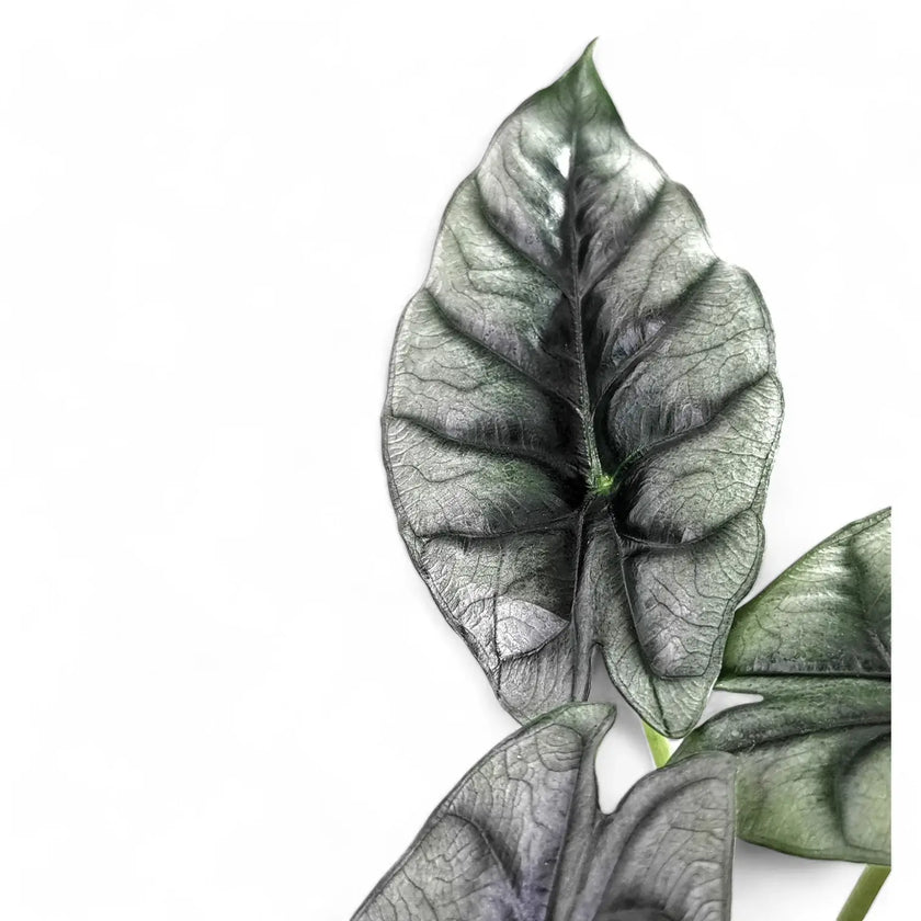 Alocasia reversa leaf close-up on white background.