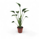 Alocasia 'Tiny Dancers' – Zimmerpflanze im Kulturtopf auf weißem Hintergrund, Produktfoto 3.