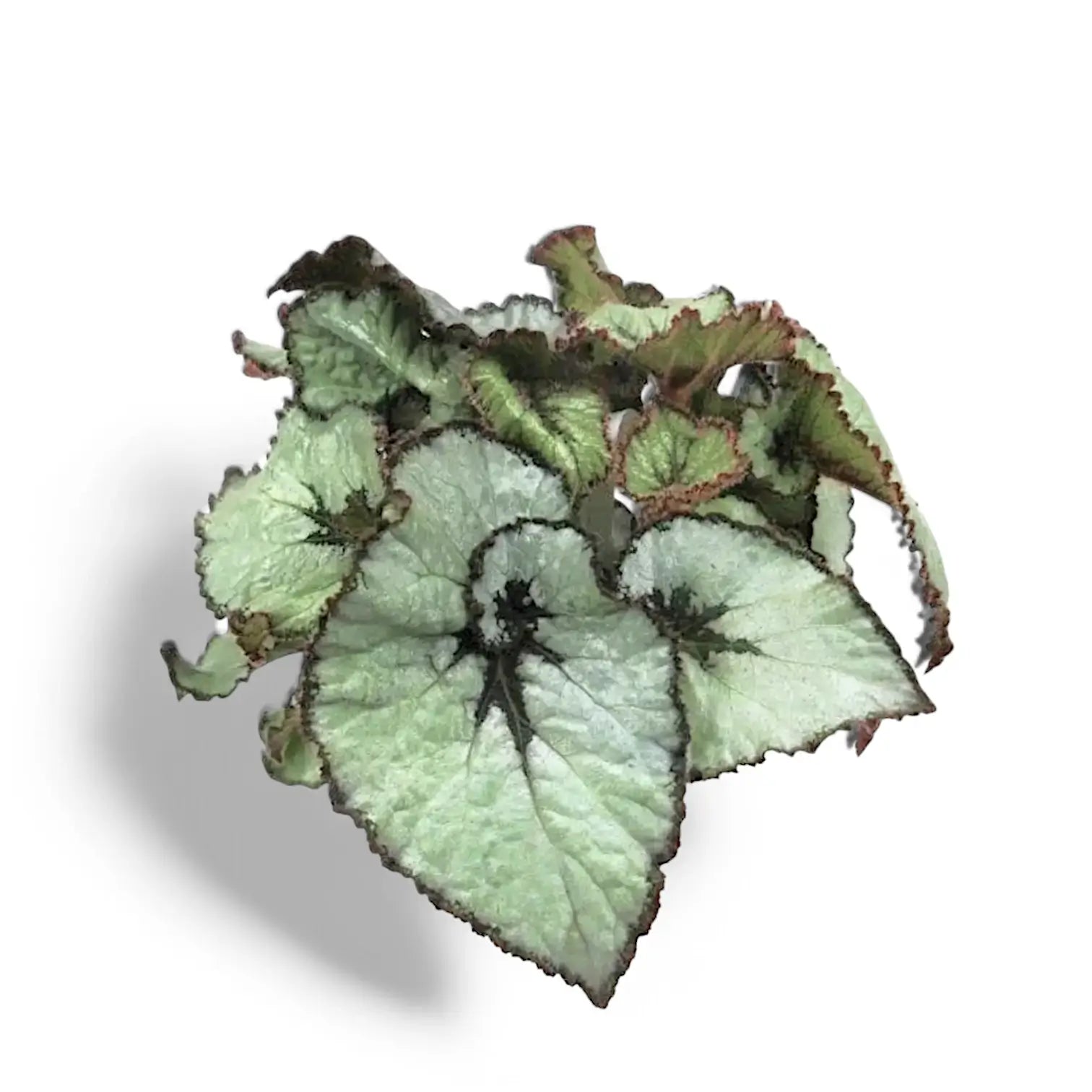 Begonia rex 'Escargot' – Zimmerpflanze im Kulturtopf auf weißem Hintergrund, Produktfoto 4.