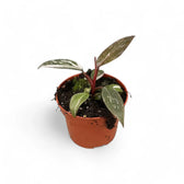 Philodendron 'Pink princess Marble' potted houseplant in nursery pot on white background, product photo 5.