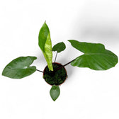 Alocasia macrorrhizos 'Black stem' potted houseplant in nursery pot on white background, product photo 5.