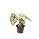 Caladium 'Pliage' potted houseplant in nursery pot on white background, product photo 2.