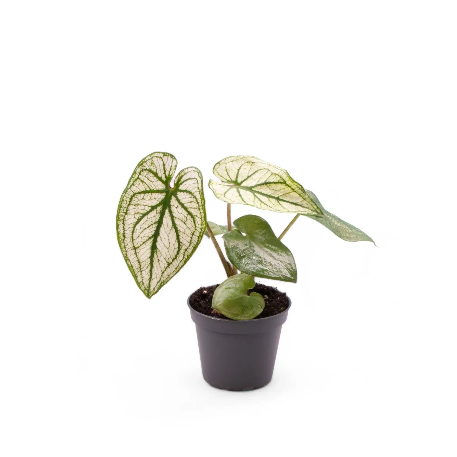 Caladium 'Pliage' potted houseplant in nursery pot on white background, product photo 2.
