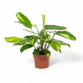 Ctenanthe lubbersiana 'Golden Mosaic' potted houseplant in nursery pot on white background, product photo 5.