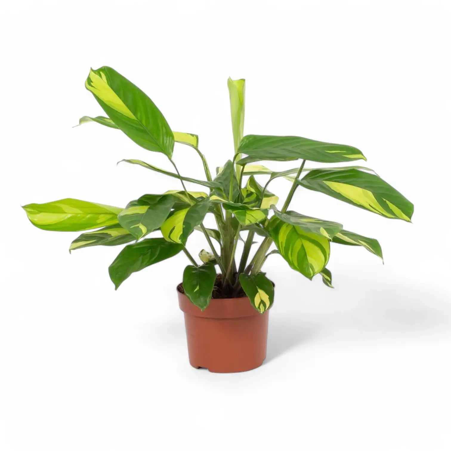 Ctenanthe lubbersiana 'Golden Mosaic' potted houseplant in nursery pot on white background, product photo 5.