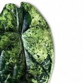 Alocasia baginda 'Dragon scale' Mint Variegata – Zimmerpflanze im Kulturtopf auf weißem Hintergrund, Produktfoto 14.