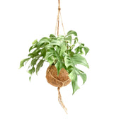 Nahaufnahme eines Blatts von Rhaphidophora tetrasperma in Kokodama vor weißem Hintergrund.