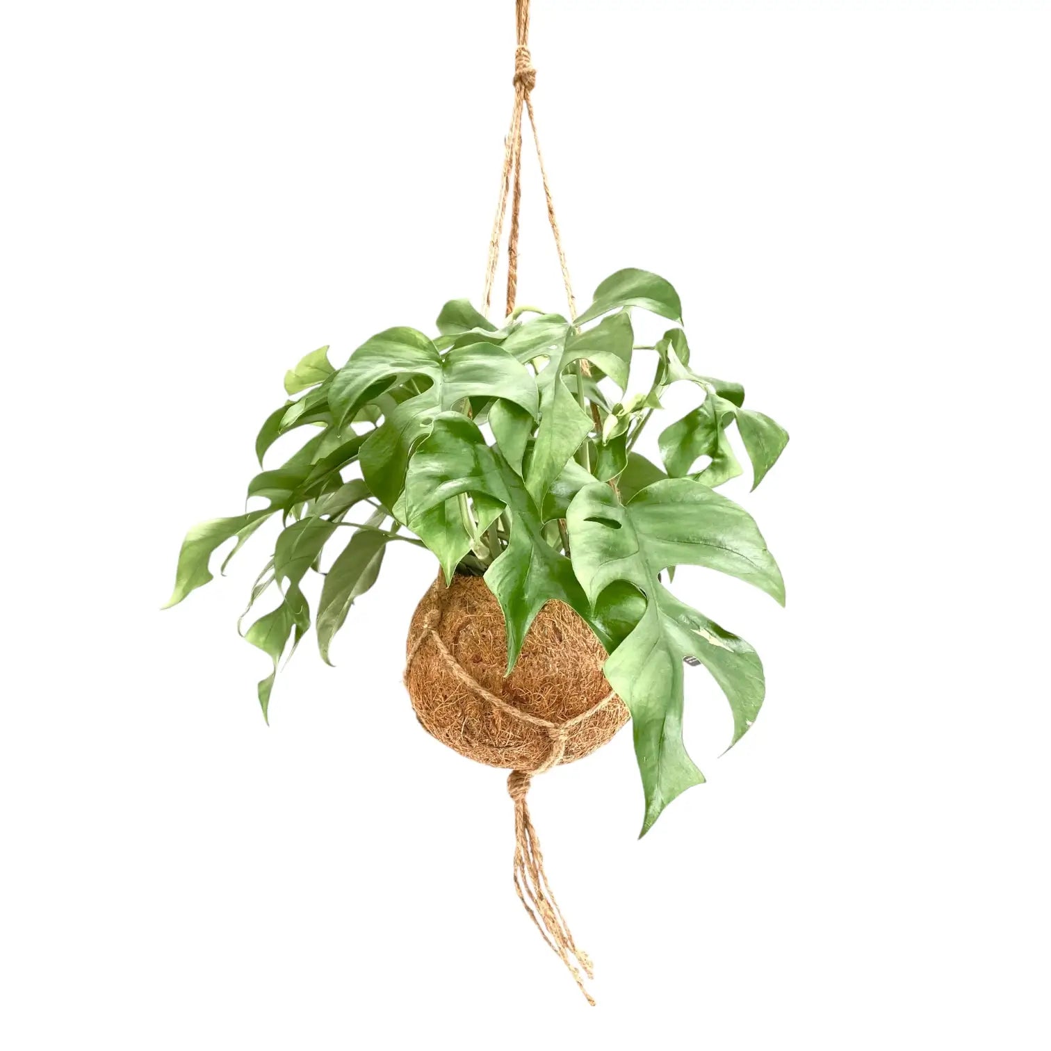 Nahaufnahme eines Blatts von Rhaphidophora tetrasperma in Kokodama vor weißem Hintergrund.