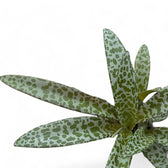 Ledebouria socialis potted houseplant in nursery pot on white background, product photo 5.