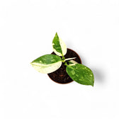 Philodendron 'Jose Buono' – Zimmerpflanze im Kulturtopf auf weißem Hintergrund, Produktfoto 4.