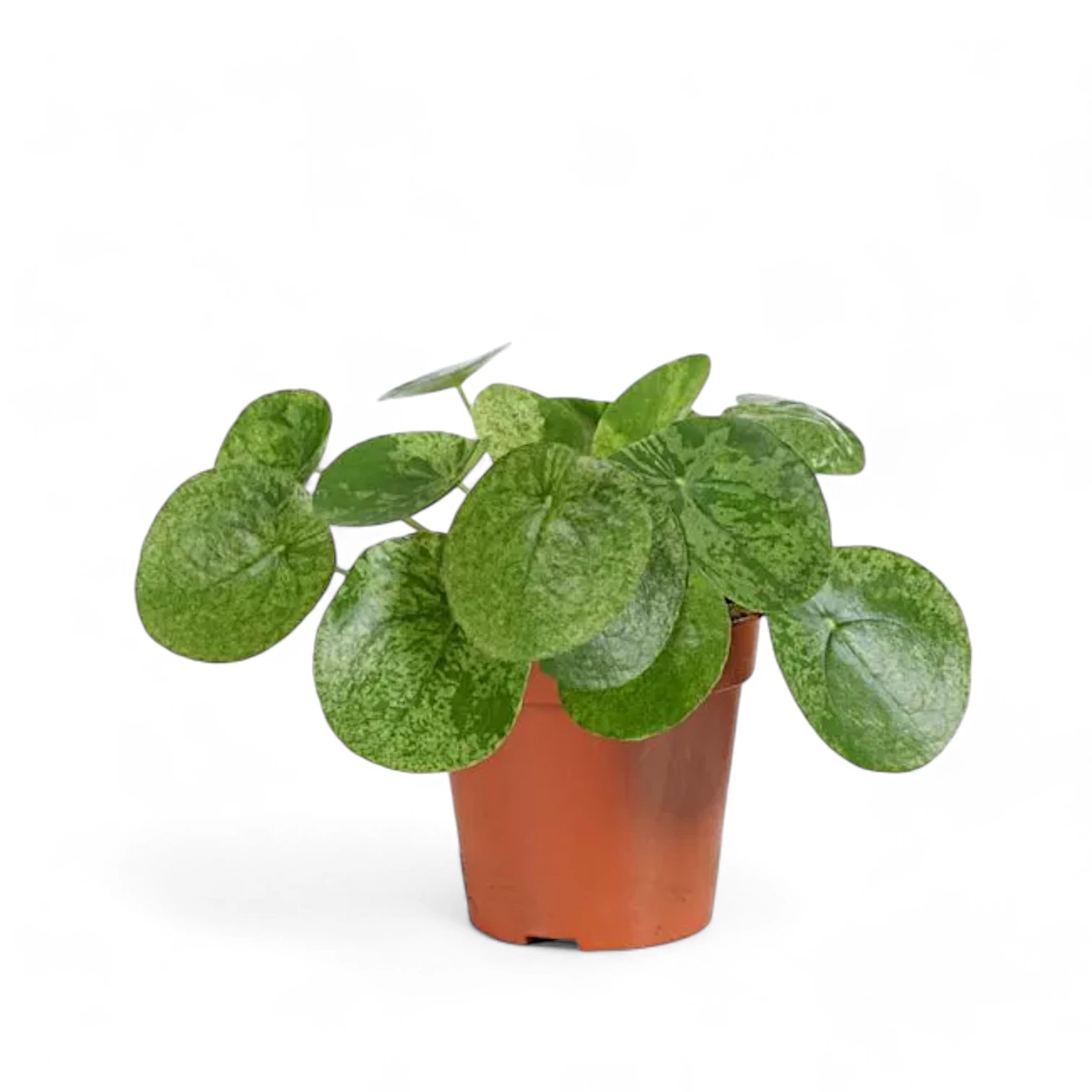Pilea peperomioides 'Mojito' – Topfpflanze im Kulturtopf vor weißem Hintergrund, Produktfoto 3.