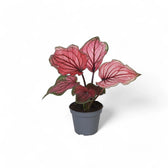 Caladium 'Lucia' – Zimmerpflanze im Kulturtopf auf weißem Hintergrund, Produktfoto 2.