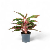 Aglaonema 'Crete' (auch bekannt als 'Siam Aurora' / 'Jungle Red') – Topfpflanze im Kulturtopf vor weißem Hintergrund, Produktfoto 2.