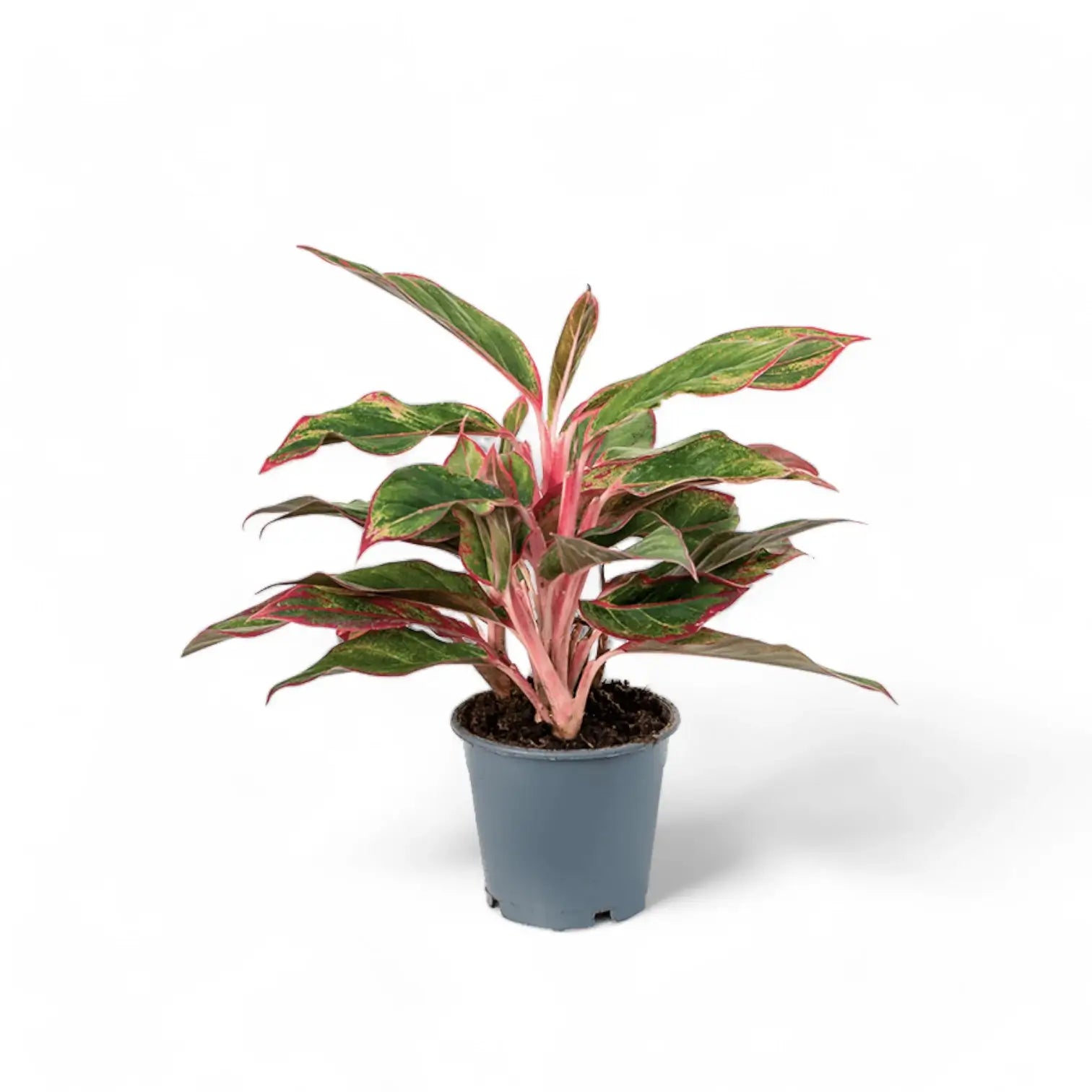 Aglaonema 'Crete' (auch bekannt als 'Siam Aurora' / 'Jungle Red') – Topfpflanze im Kulturtopf vor weißem Hintergrund, Produktfoto 2.
