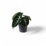 Alocasia reginula 'Ninja' – Topfpflanze im Kulturtopf vor weißem Hintergrund, Produktfoto 6.