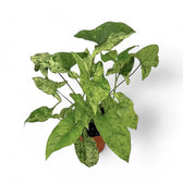 Syngonium podophyllum 'Mottled' – Zimmerpflanze im Kulturtopf auf weißem Hintergrund, Produktfoto 12.