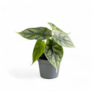 Alocasia baginda 'Dragon scale' potted houseplant in nursery pot on white background, product photo 7.
