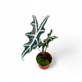 Alocasia sanderiana 'Nobilis' potted houseplant in nursery pot on white background, product photo 5.