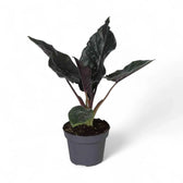 Alocasia 'Antoro velvet' potted houseplant in nursery pot on white background, product photo 7.