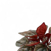 Peperomia caperata 'Caracas' leaf close-up on white background.