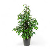 Ficus benjamina 'Danielle' potted houseplant in nursery pot on white background, product photo 2.