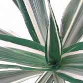 Nahaufnahme eines Blatts von Dracaena fragrans ‘Warneckii’ vor weißem Hintergrund.