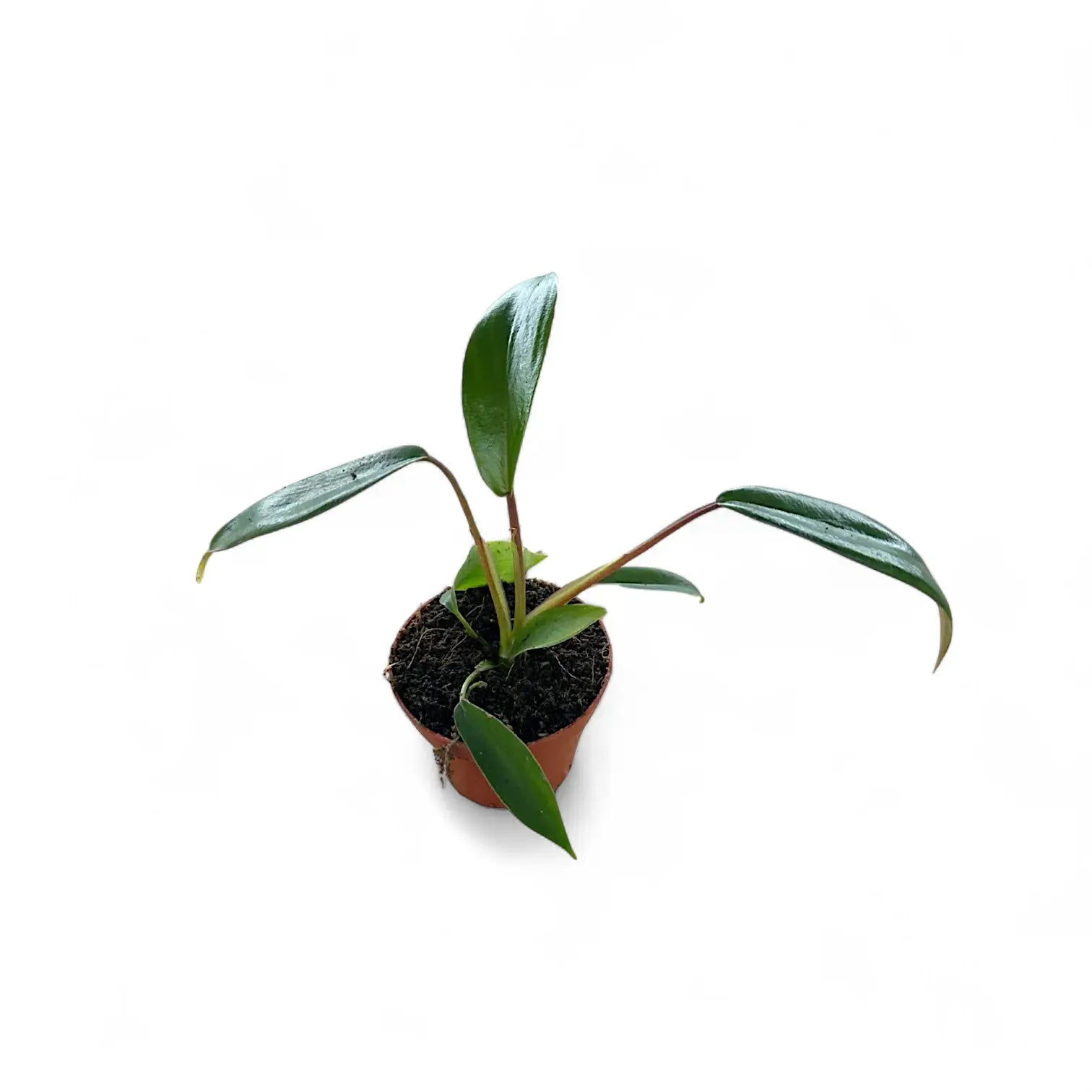 Philodendron x joepii potted houseplant in nursery pot on white background, product photo 4.