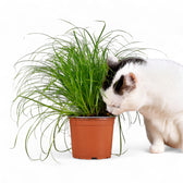 Cyperus alternifolius ‘Zumula’ (Cat Grass) potted houseplant in nursery pot on white background, product photo 2.