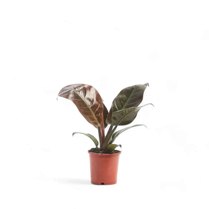 Philodendron 'Imperial red' potted houseplant in nursery pot on white background, product photo 4.