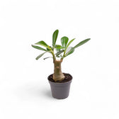 Adenium obesum – Zimmerpflanze im Kulturtopf auf weißem Hintergrund, Produktfoto 3.