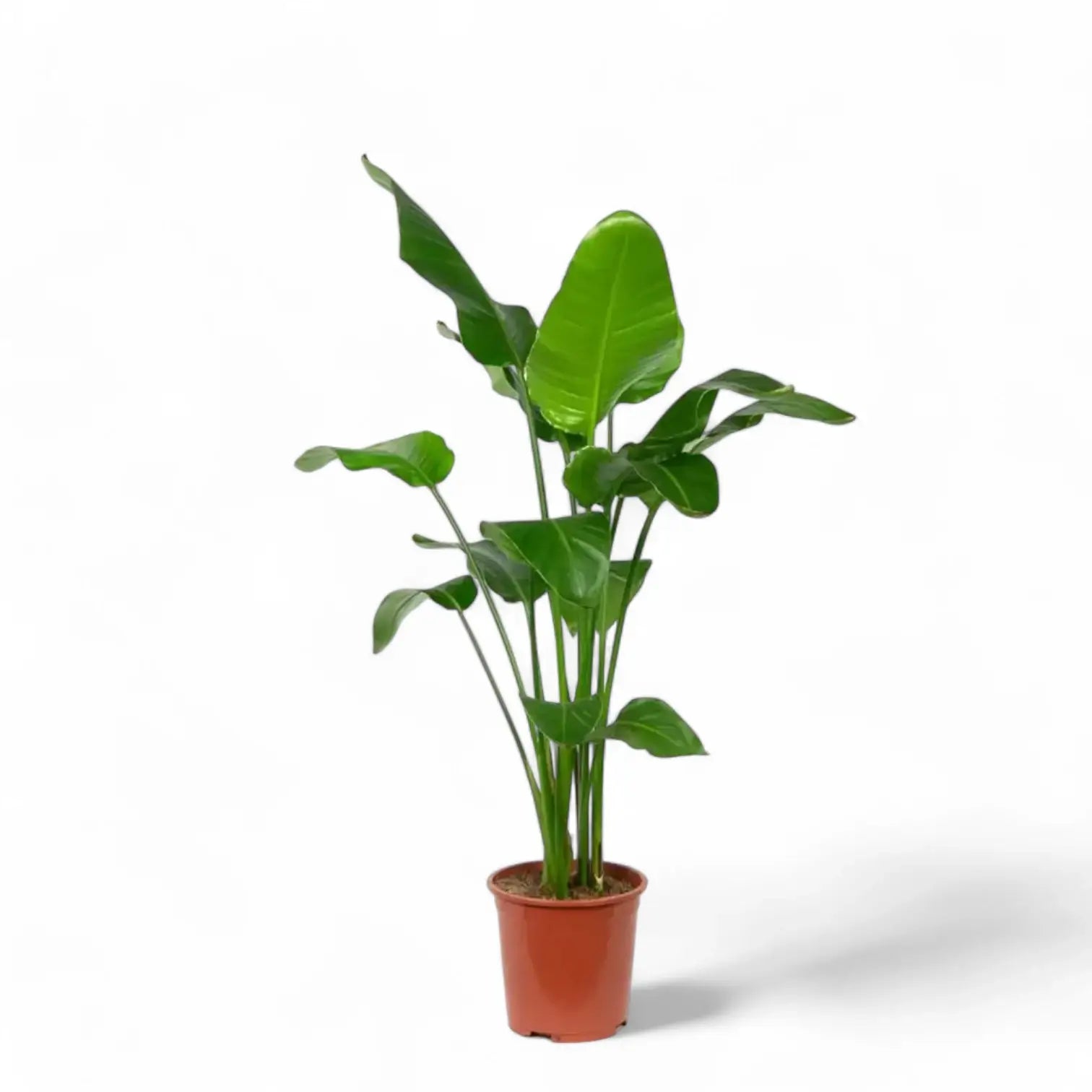 Strelitzia nicolai potted houseplant in nursery pot on white background, product photo 12.