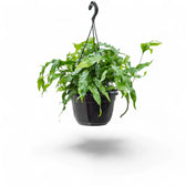 Lecanopteris pustulata – Zimmerpflanze im Kulturtopf auf weißem Hintergrund, Produktfoto 4.