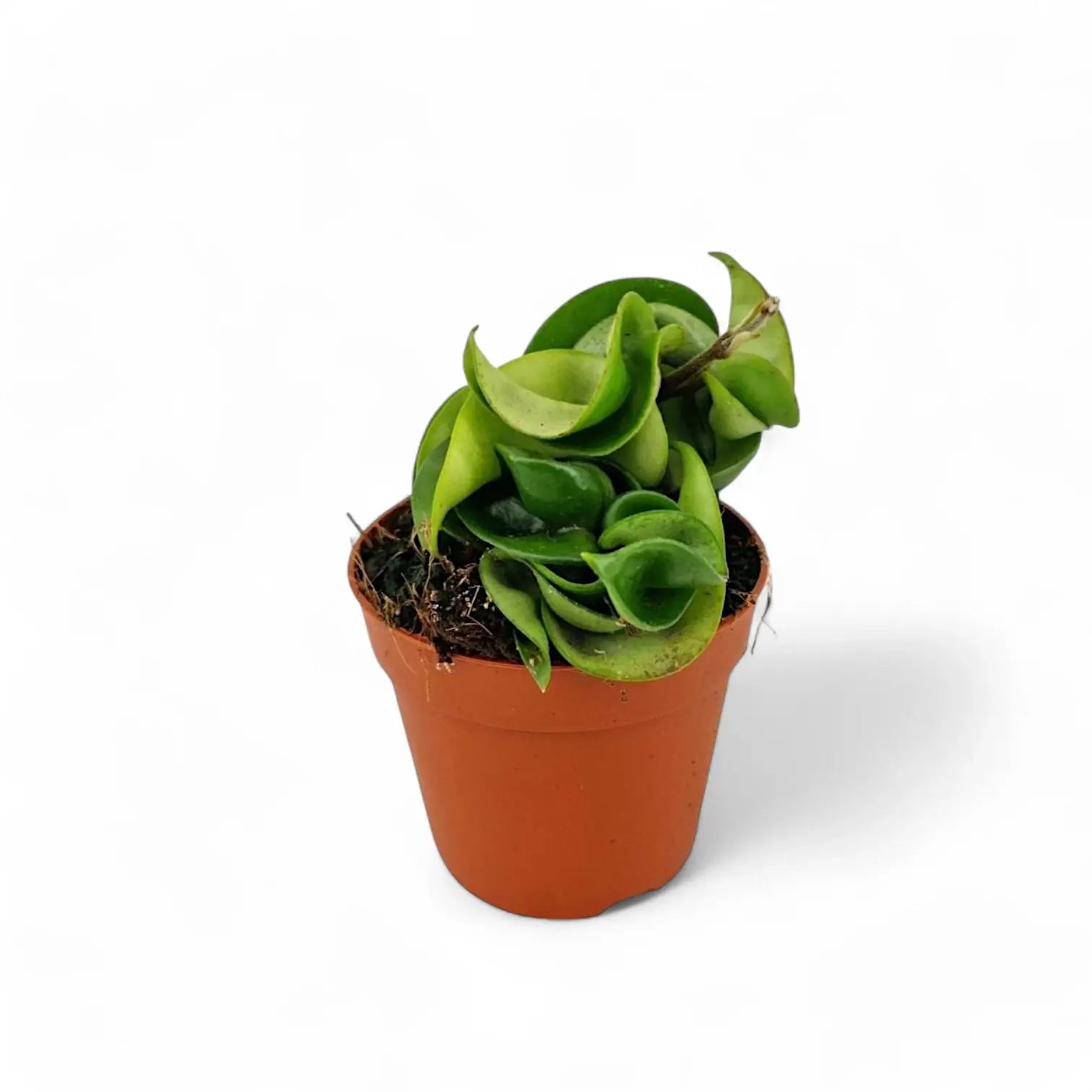 Hoya carnosa 'Compacta' – Zimmerpflanze im Kulturtopf auf weißem Hintergrund, Produktfoto 2.