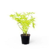 Philodendron warszewiczii 'Flavum' ('Aurea') potted houseplant in nursery pot on white background, product photo 7.