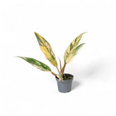 Philodendron x serratum 'Caramel marble' – Topfpflanze im Kulturtopf vor weißem Hintergrund, Produktfoto 4.