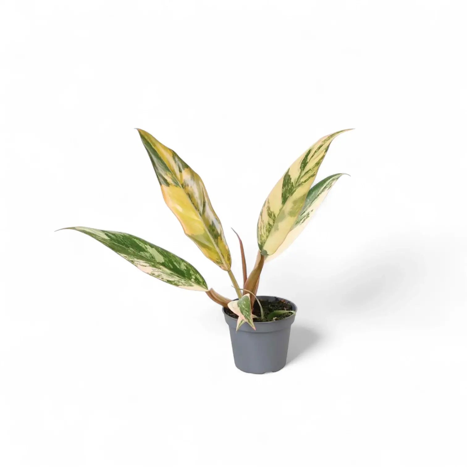 Philodendron x serratum 'Caramel marble' – Topfpflanze im Kulturtopf vor weißem Hintergrund, Produktfoto 4.