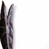 Alocasia longiloba 'Purple' potted houseplant in nursery pot on white background, product photo 14.