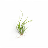 Tillandsia Air Plants
