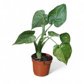 Alocasia cucullata 'Mint' – Topfpflanze im Kulturtopf vor weißem Hintergrund, Produktfoto 2.