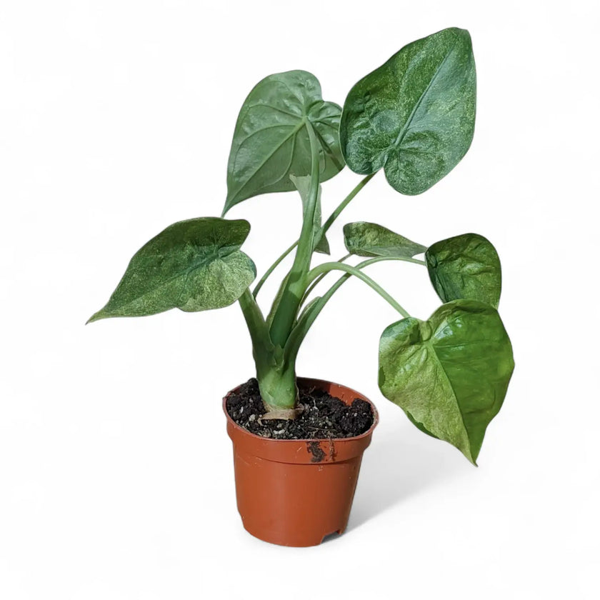 Alocasia cucullata 'Mint' potted houseplant in nursery pot on white background, product photo 2.