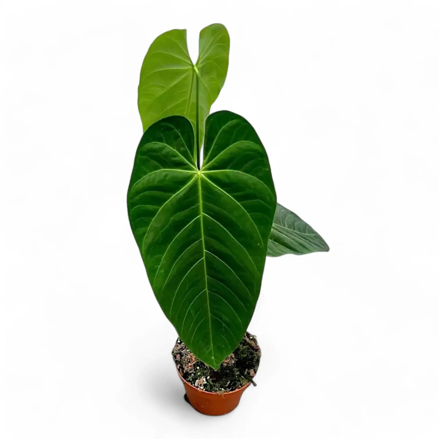 Anthurium queremalense – Topfpflanze im Kulturtopf vor weißem Hintergrund, Produktfoto 6.