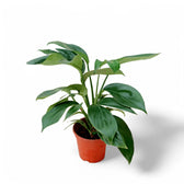 Rhaphidophora decursiva 'Dragon Tail' potted houseplant in nursery pot on white background, product photo 3.