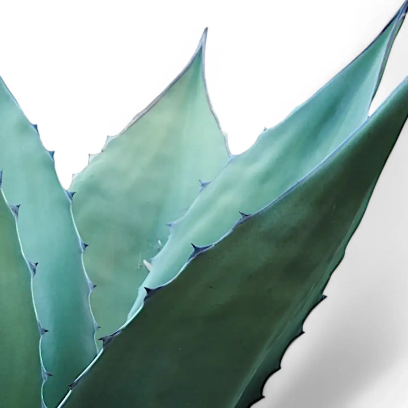Agave salmiana var. ferox leaf close-up on white background.