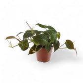 Philodendron micans (Philodendron hederaceum var. hederaceum) potted houseplant in nursery pot on white background, product photo 5.