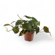 Philodendron micans (Philodendron hederaceum var. hederaceum) potted houseplant in nursery pot on white background, product photo 5.