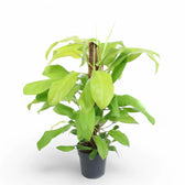 Philodendron 'Malay Gold' potted houseplant in nursery pot on white background, product photo 6.